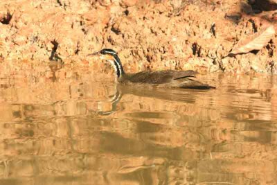Sungreebe Pantanal 111108. Photo Stefan Lithner