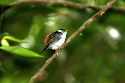 Pin-tailed Manakin REGUA 111113. Photo Stefan Lithner