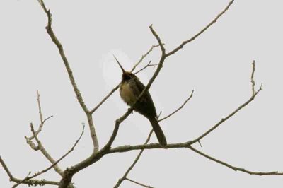 Three-toed Jacamar Sumidor 111117. Photo Stefan Lithner
