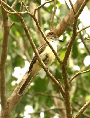 Brown-crested Flycatcher Sumidor 111117. Photo Stefan Lithner