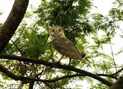 Barn Owl Sumidor 111117. Photo Stefan Lithner