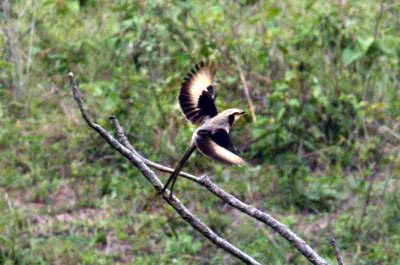 Streamer-tailed Tyrant Sumidor 111117. Photo Stefan Lithner