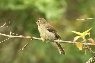 Highland Elaenia Quinta da Baja 111122. Photo Stefan Lithner