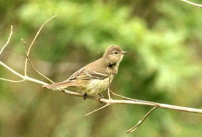 Highland Elaenia Quinta da Baja 111122. Photo Stefan Lithner