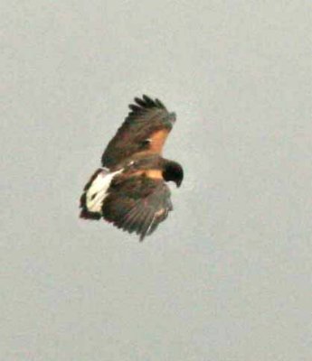 White-tailed Hawk Quinta da Baja 111122. Photo Stefan Lithner