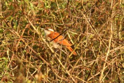 Wing-banded Hornero REGUA 111124. Photo Stefan Lithner