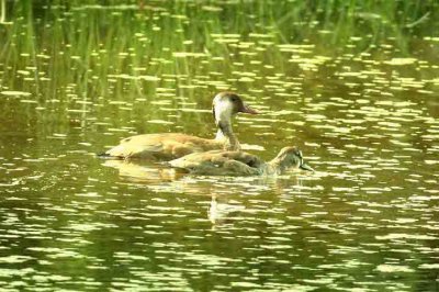Brazilian Teal REGUA 111125. Photo Stefan Lithner