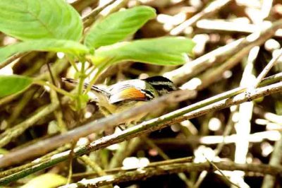 Rufous-winged Antwren Ubatuba 111130. Photo Stefan Lithner