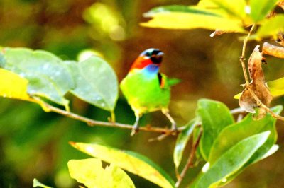 Red-necked Tanager Ubatuba 111130. Photo Stefan Lithner