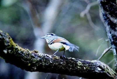 Rufous-winged Antwren Ubatuba 111130. Photo Stefan Lithner