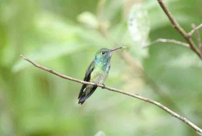 Versicolored Emerald Folio Seca 111130. Photo Stefan Lithner