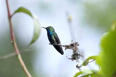 Black-throated Mango Folio Seca 111130. Photo Stefan Lithner