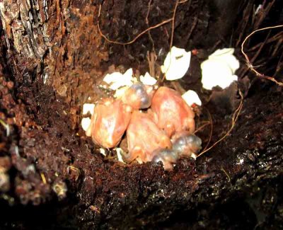 White-tailed Trogon chicks REGUA 111206. Photo Stefan Lithner