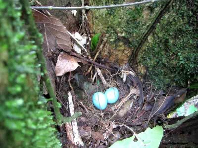Birds in Brazil 2011