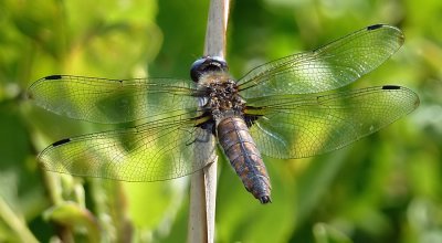 Old Scarce Chaser