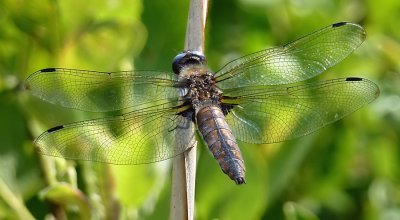 Dragonflies & Damselflies 