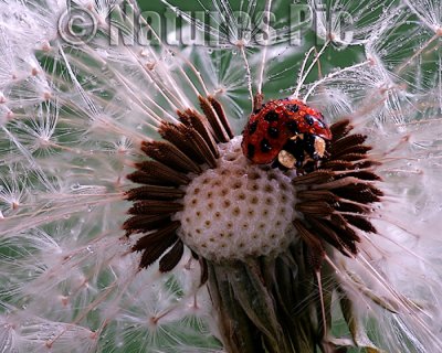Dandelion Lady Bug
