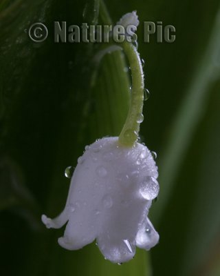 Dew Lily of the Valley