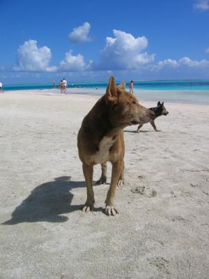 Bora Bora Motu Beach Dog