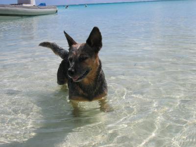 Bora Bora Motu Beach Dog