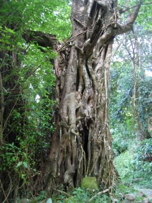 Fatu Hiva - Hanavave, Banyan tree