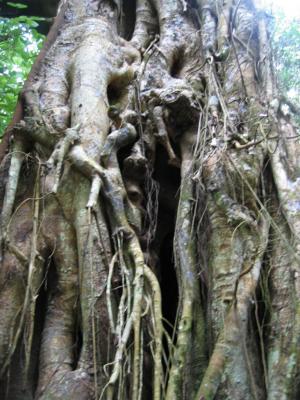 Fatu Hiva - Hanavave, Banyan tree