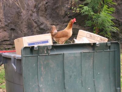 Nuku Hiva - Taiohae pier dumpster chicken