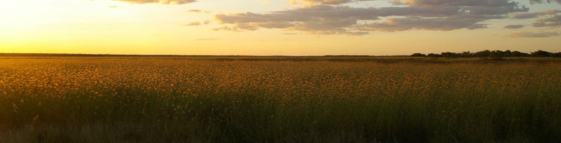 evening light