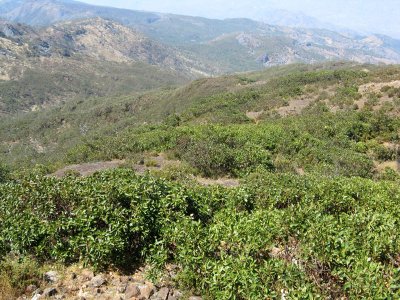 vegetation from Mt Ramelau summit with Eucalyptus orophila