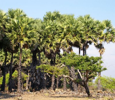 coastal palm savanna