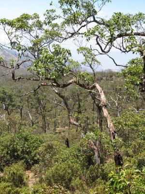 Eucalyptus orophila woodland Mt Ramelau