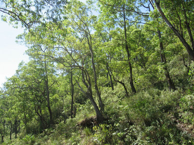 Eucalyptus urophylla open forest