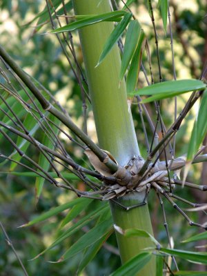 unknown bamboo