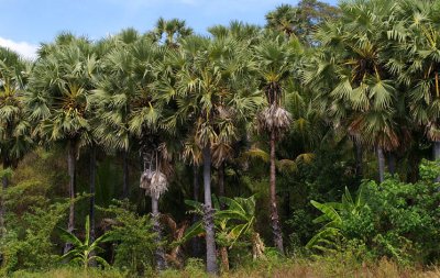 coastal palm forest