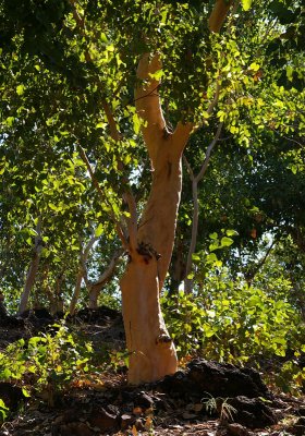 Eucalyptus alba
