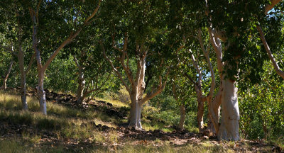 Eucalyptus alba savanna