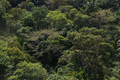 Atauro montane forest canopy
