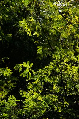 Tamarind Tree (Tamarindus indica) foliage