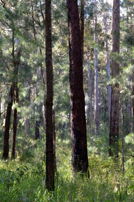 eucalypt forest