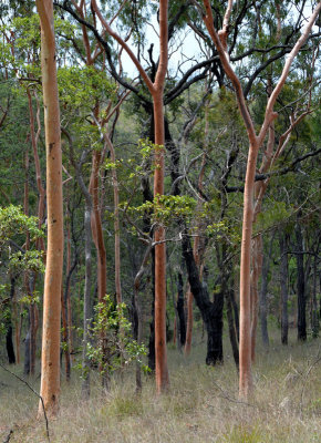 open forest with Lemon-scented Gums