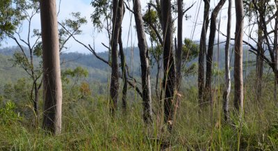 forest view