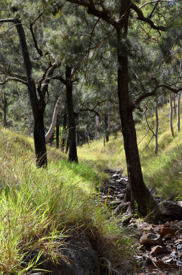 small stream with River She-oak