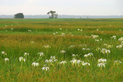 floodplain of the South Alligator River with Onion Lily