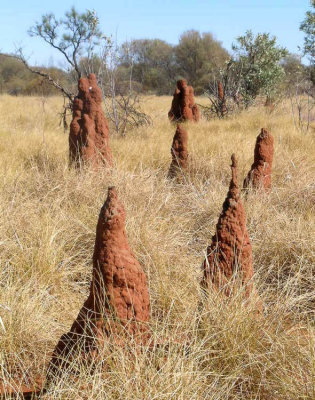 termite mounds southern edge of Tanami Desert