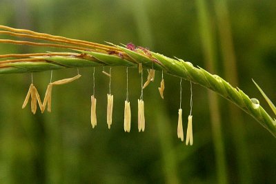 Giant Speargrass (Heteropogon triticeus) florets
