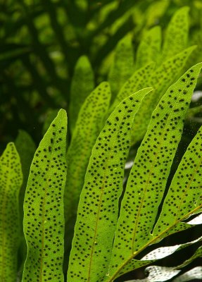 Oak-leaf Fern (Drynaria quercifolia) fertile fronds