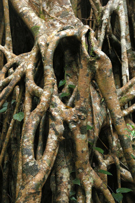 Banyan (Ficus virens) aerial roots