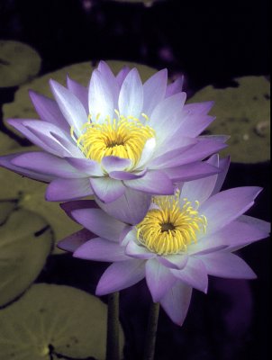 Blue Water-lily (Nymphaea violacea)