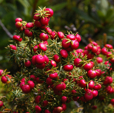 Common Pinkberry (Leptecophylla juniperina)