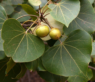 Portia Tree (Thespesia populnoides)